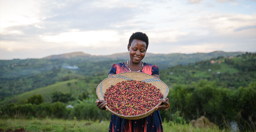 Coffee Farming and Harvesting